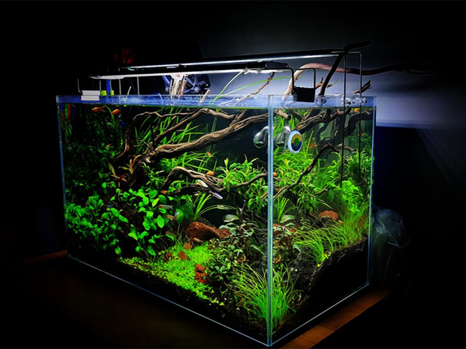Tanaman untuk Aquascape