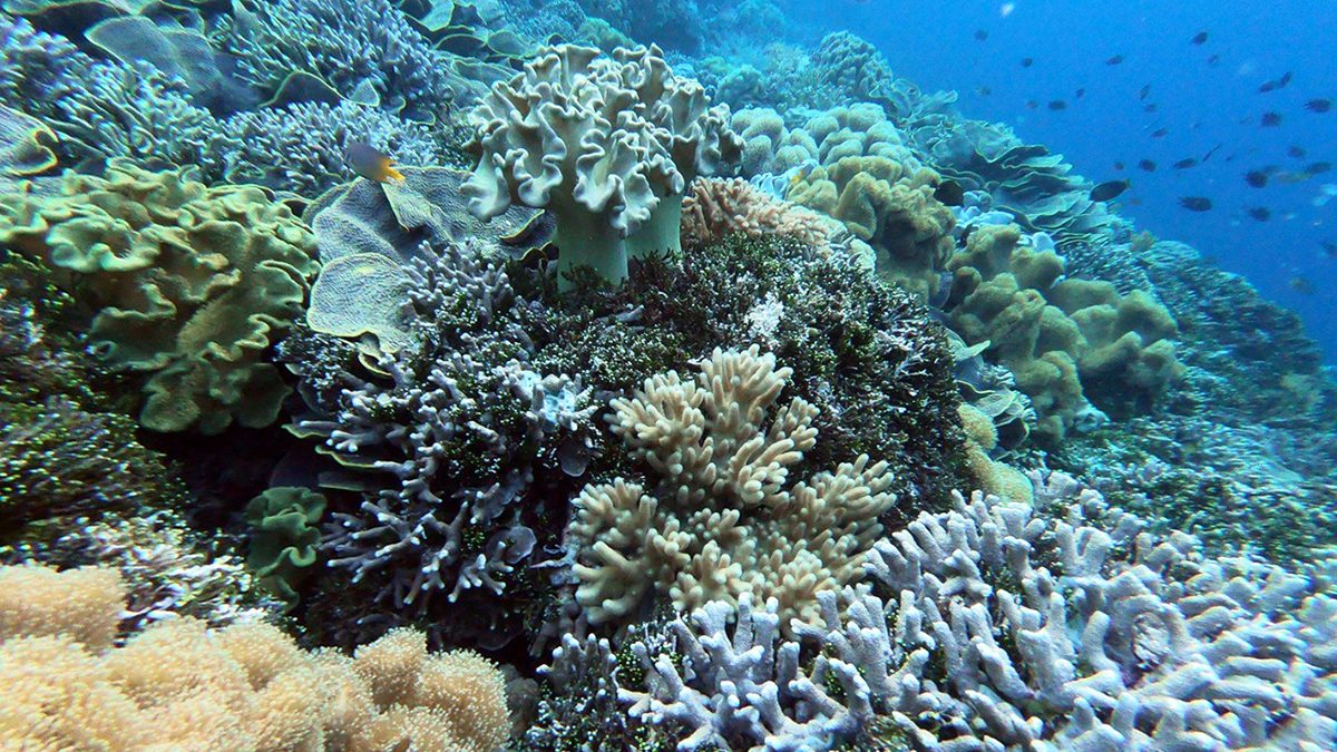 Wisata di Wakatobi
