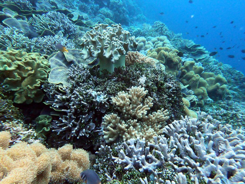 Wisata di Wakatobi