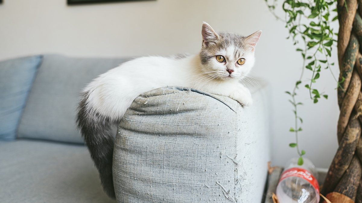 Jenis Kucing Kecil