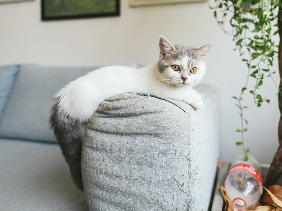 Jenis Kucing Kecil