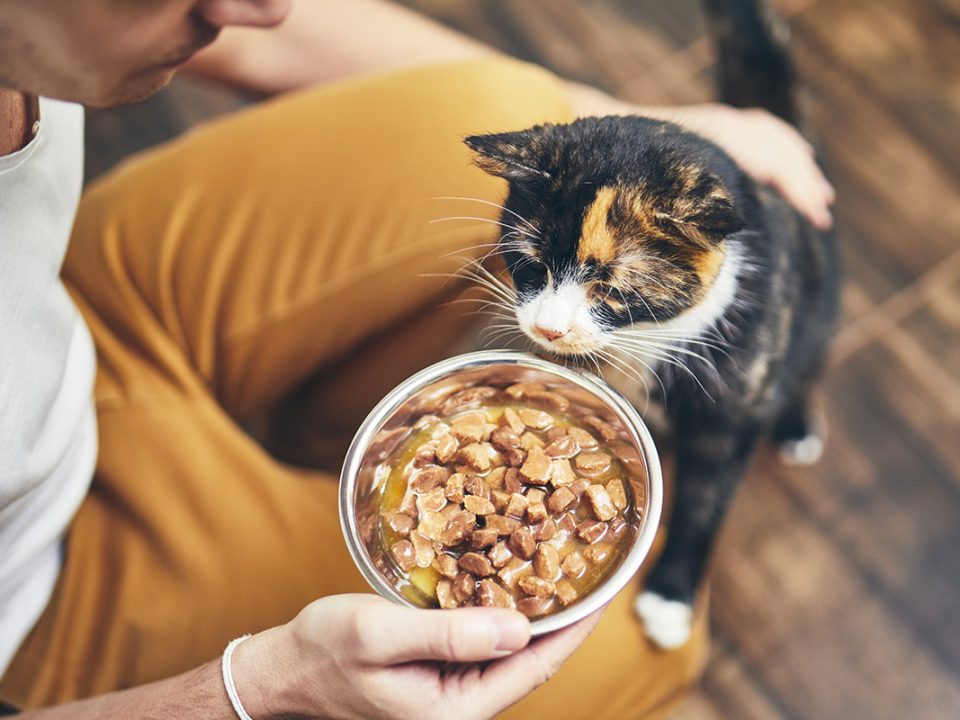 Nutrisi untuk Kucing