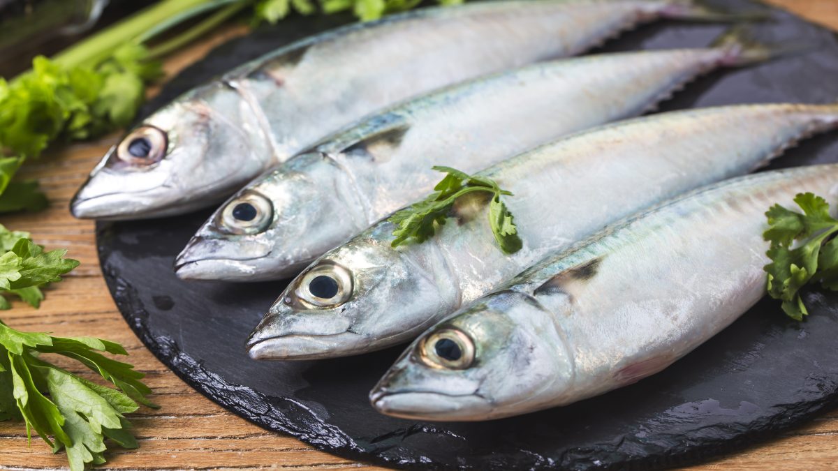 Manfaat Ikan Kembung