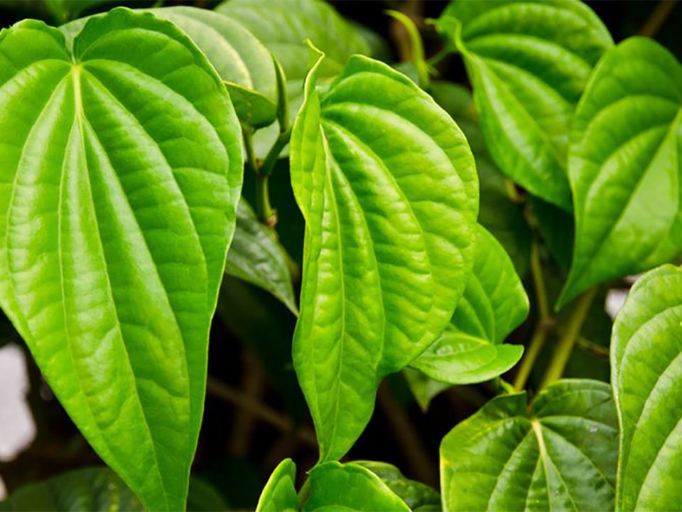 Daun Sirih untuk Wajah