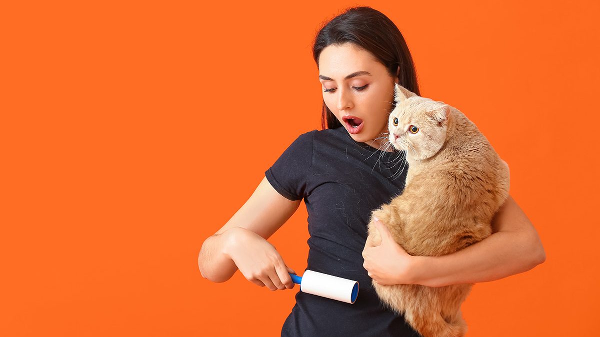 Cara membersihkan bulu kucing