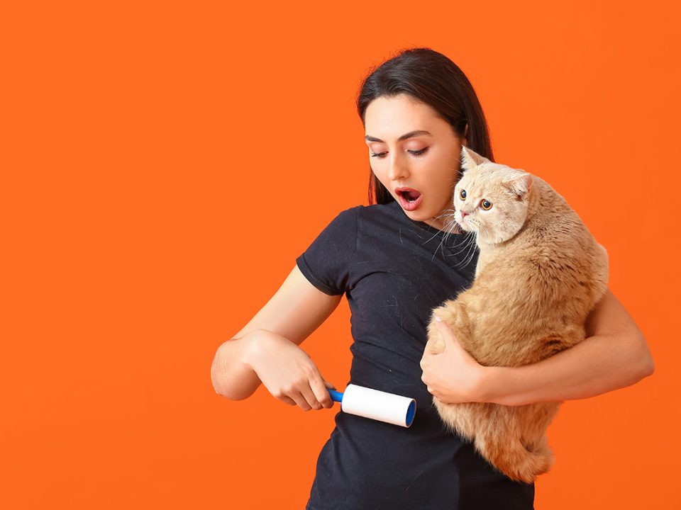 Cara membersihkan bulu kucing