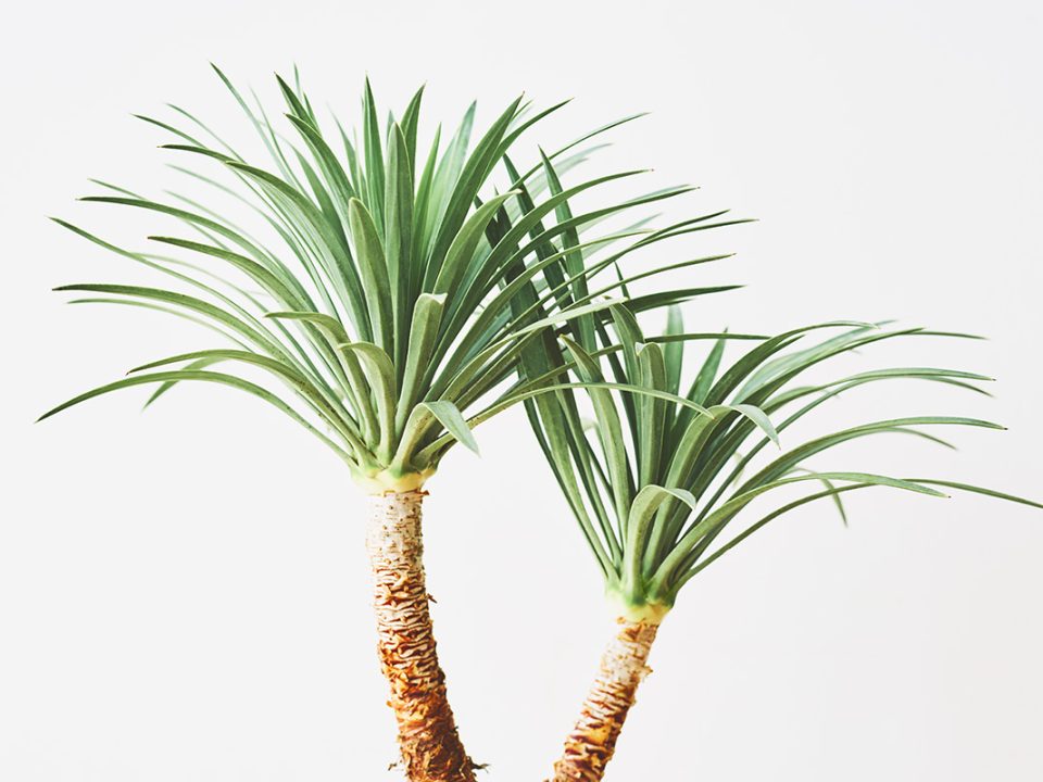 Jenis Pohon Palem