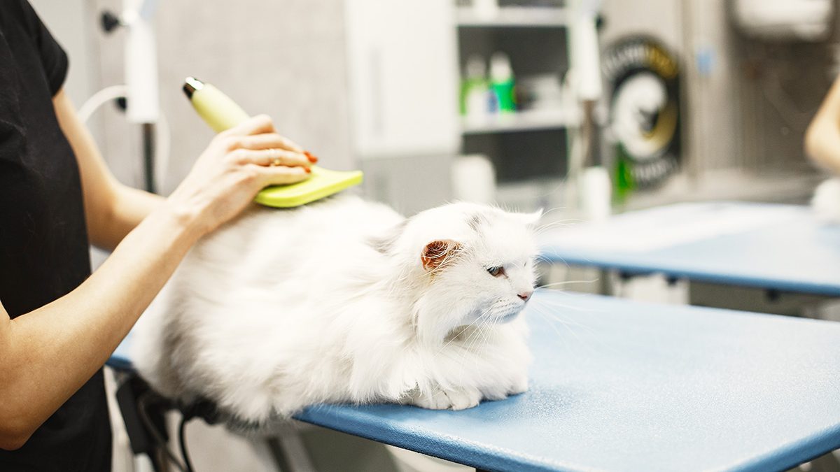 Cara Melebatkan Bulu Kucing