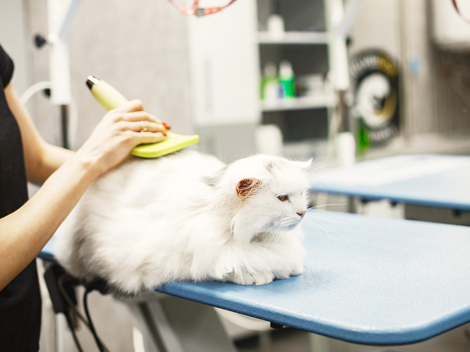 Cara Melebatkan Bulu Kucing