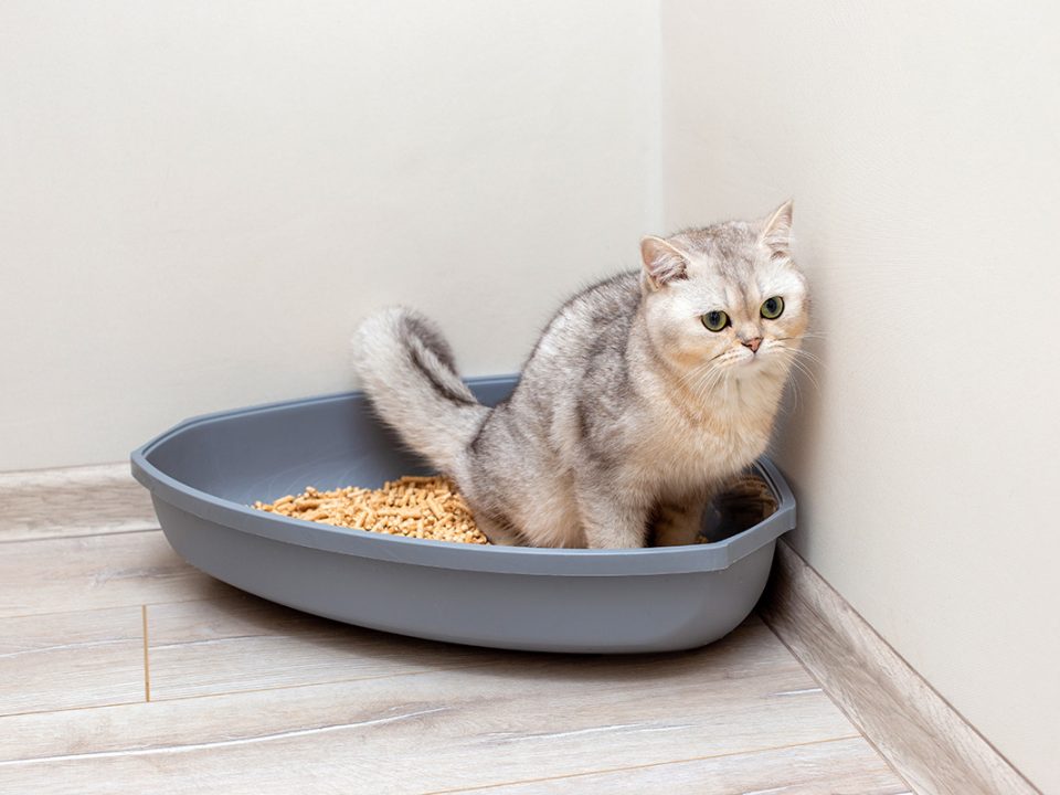 Bau kencing kucing