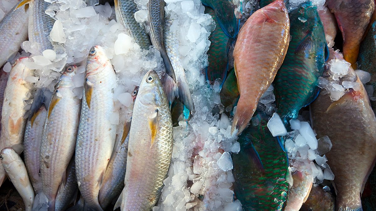 Ikan yang Segar