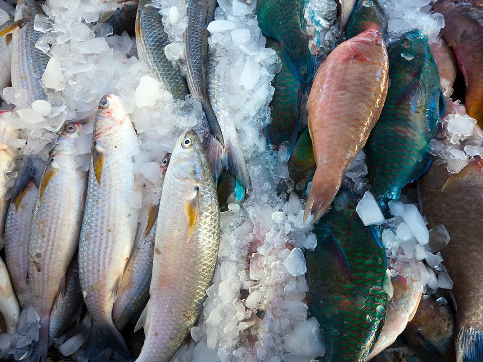 Ikan yang Segar