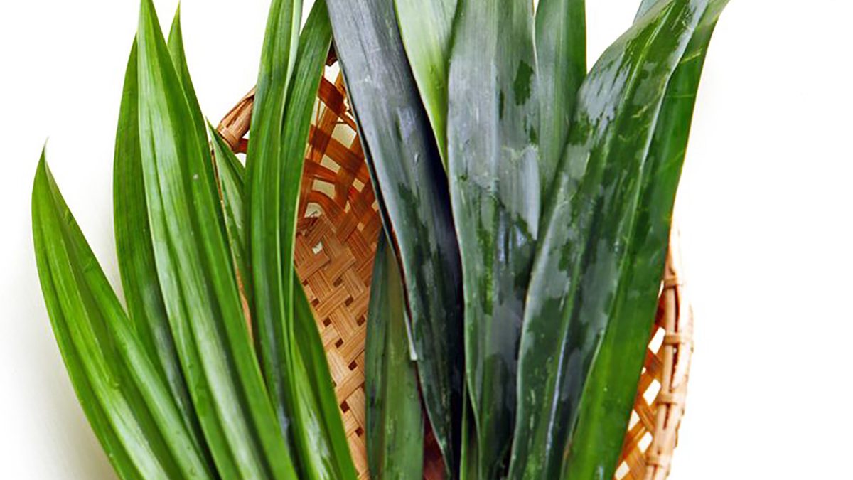 Manfaat Daun Suji
