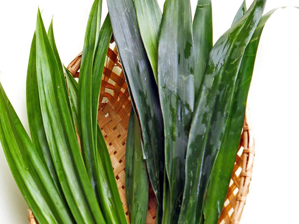Manfaat Daun Suji