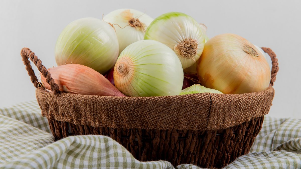 Cara Menanam Bawang Bombay