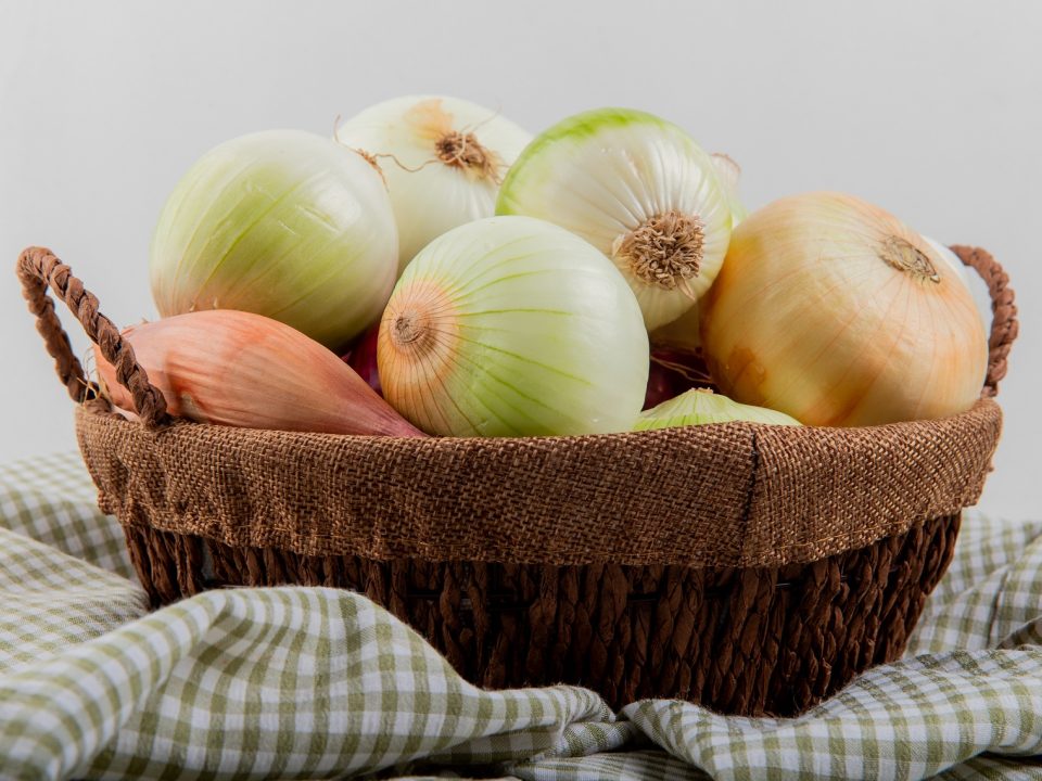 Cara Menanam Bawang Bombay