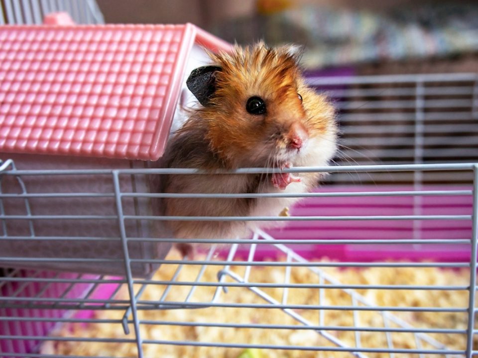Jenis Hamster