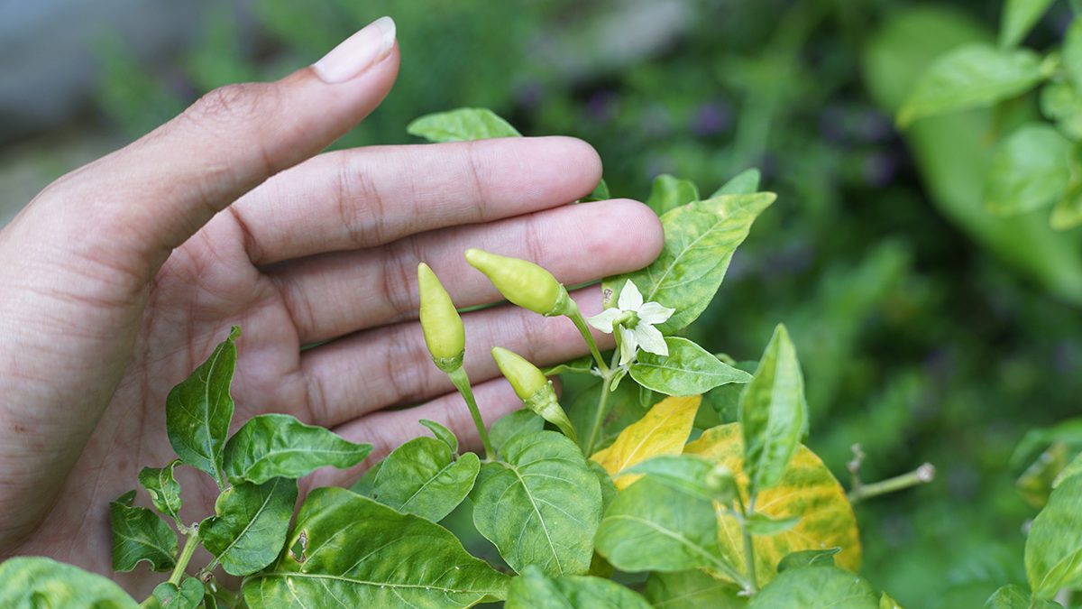 Merawat Cabe