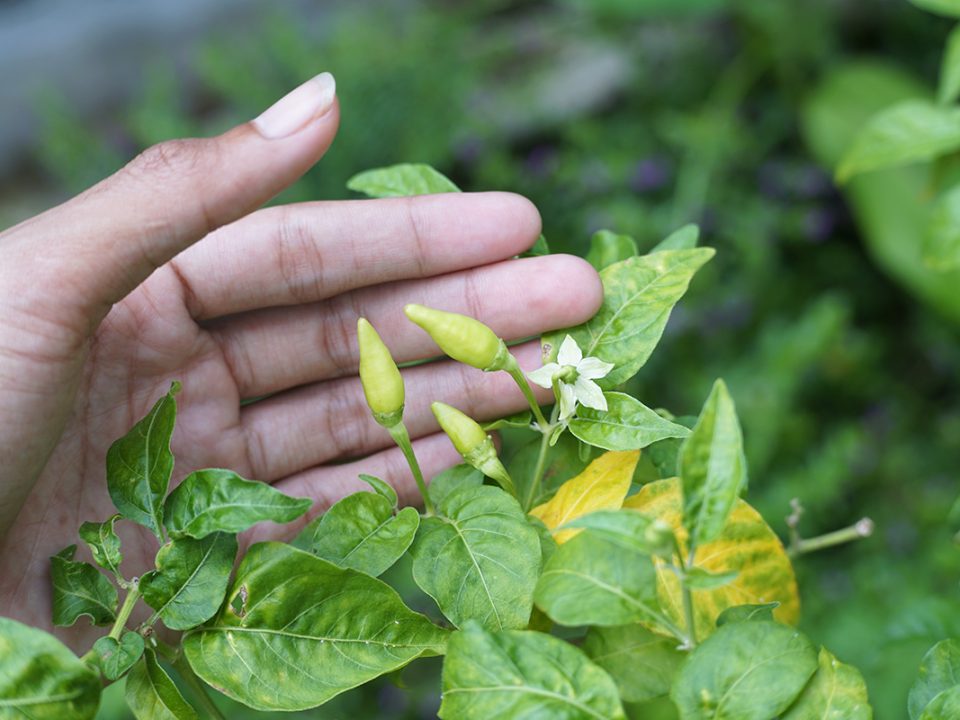 Merawat Cabe