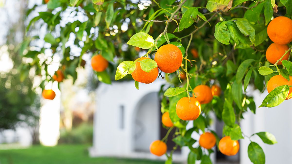 Pohon Buah di Rumah