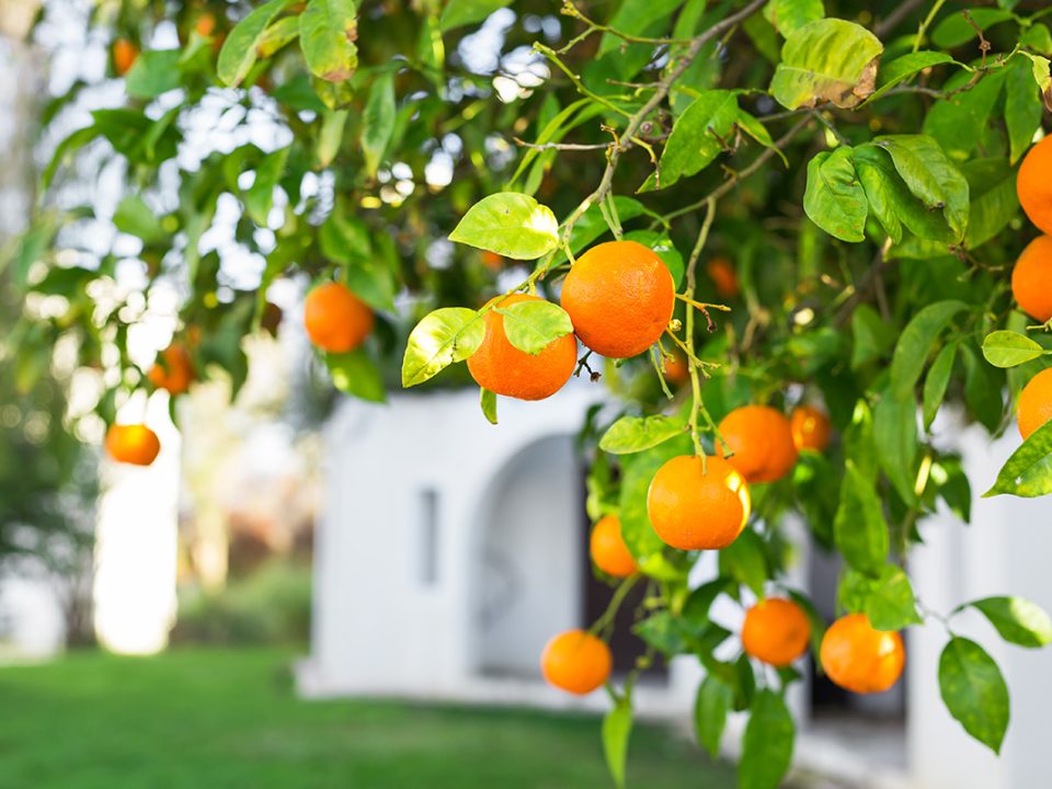 Pohon Buah di Rumah