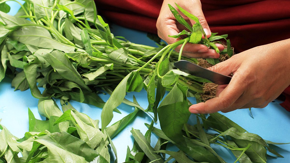 Manfaat Kangkung