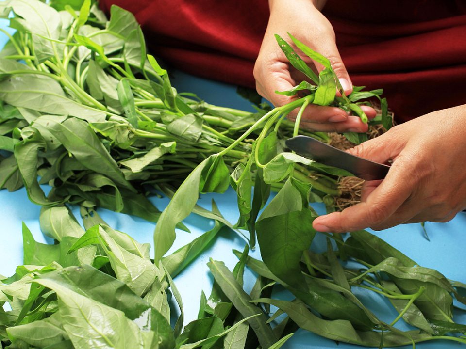 Manfaat Kangkung