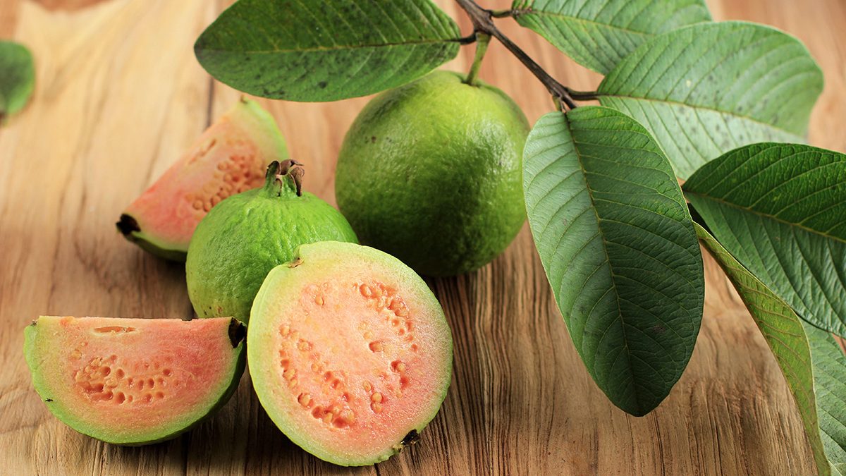 Daun Jambu Biji untuk Wajah