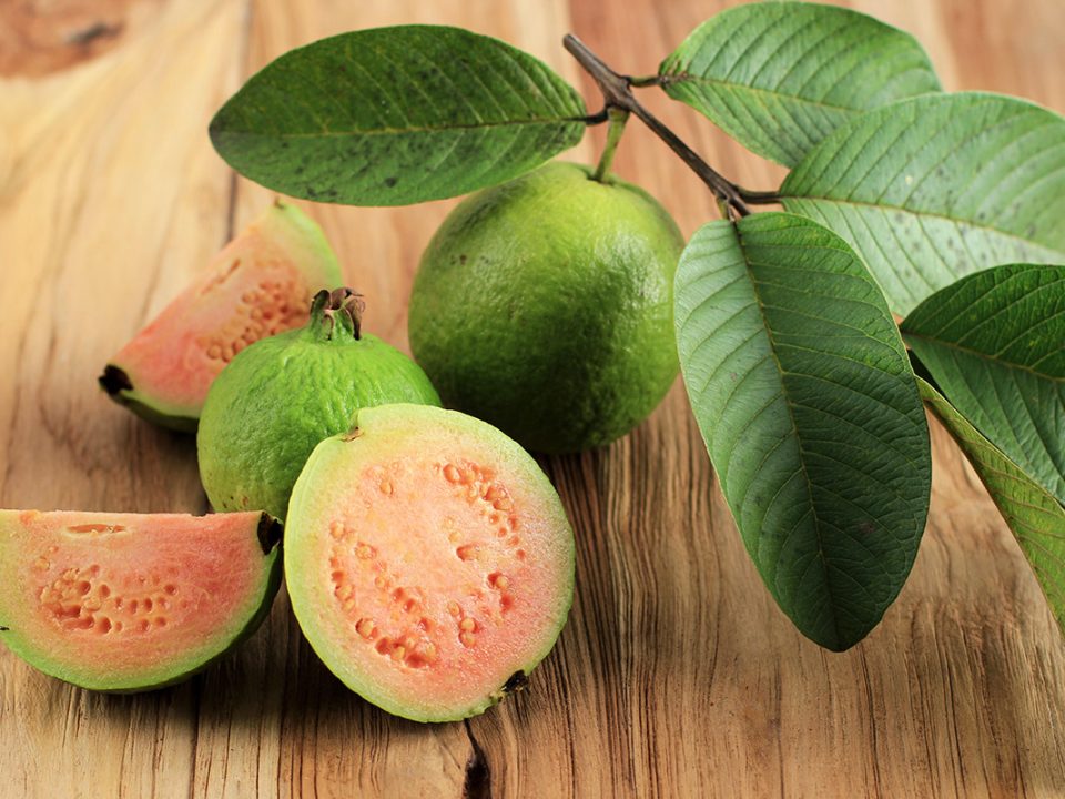 Daun Jambu Biji untuk Wajah
