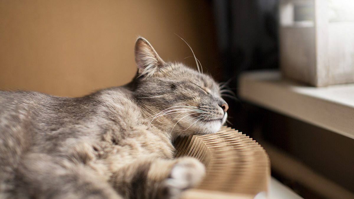 Ciri Kucing Sakit