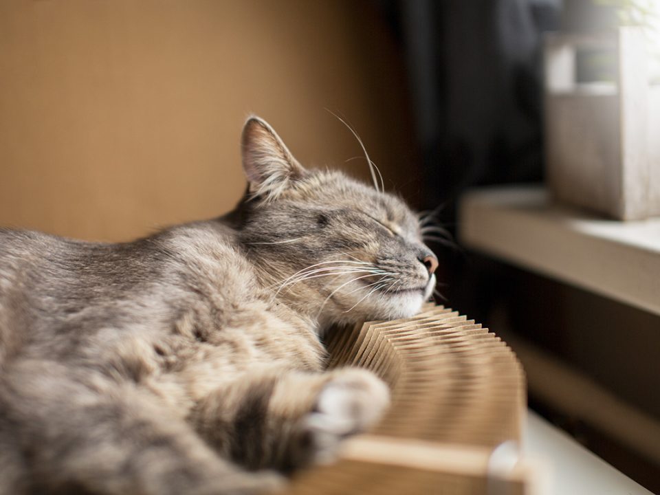 Ciri Kucing Sakit