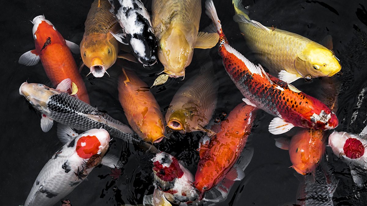 Ikan Hias Keberuntungan