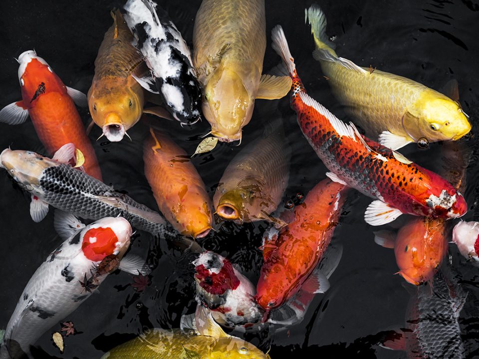 Ikan Hias Keberuntungan