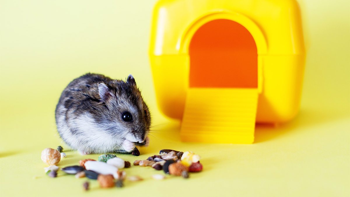 Makanan Hamster