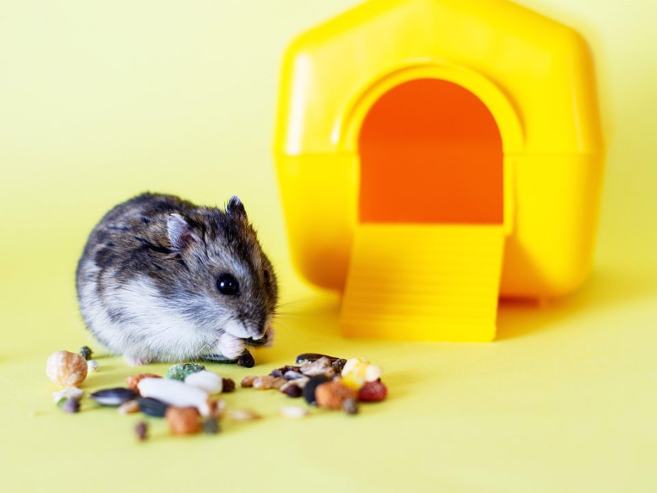 Makanan Hamster