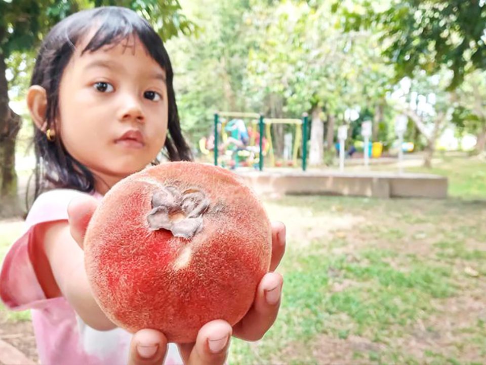 Manfaat Buah Mentega