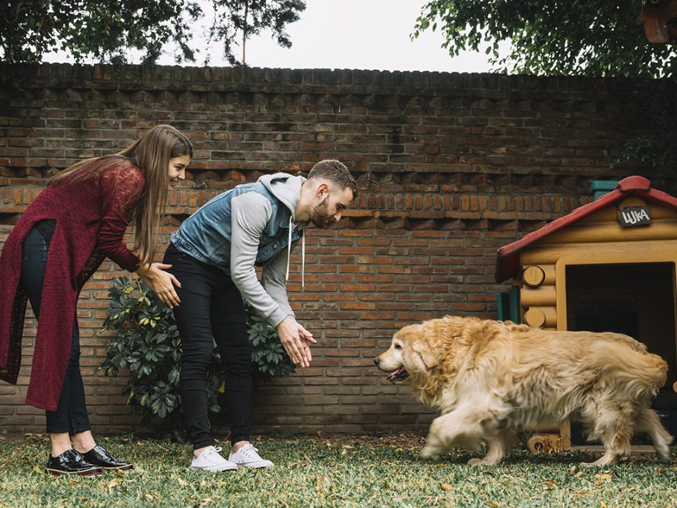 Anjing Penjaga Rumah