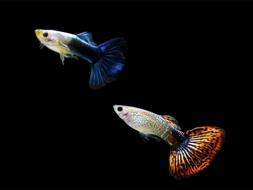 Makanan Ikan Guppy