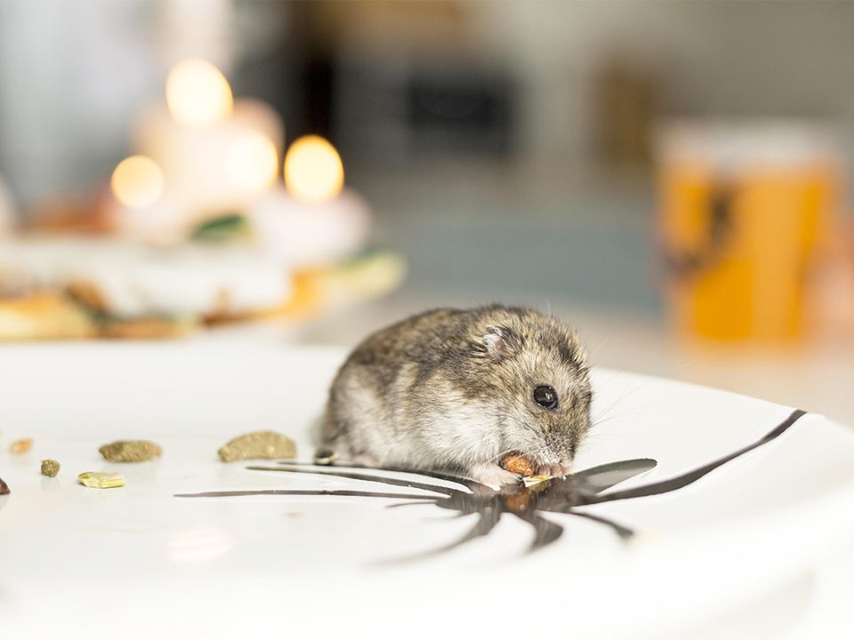 Penyakit dari Tikus