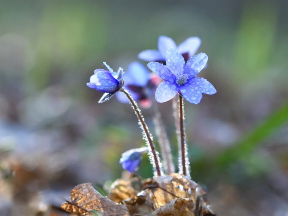 Bunga Warna Biru