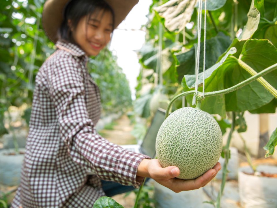 Melon di Polybag