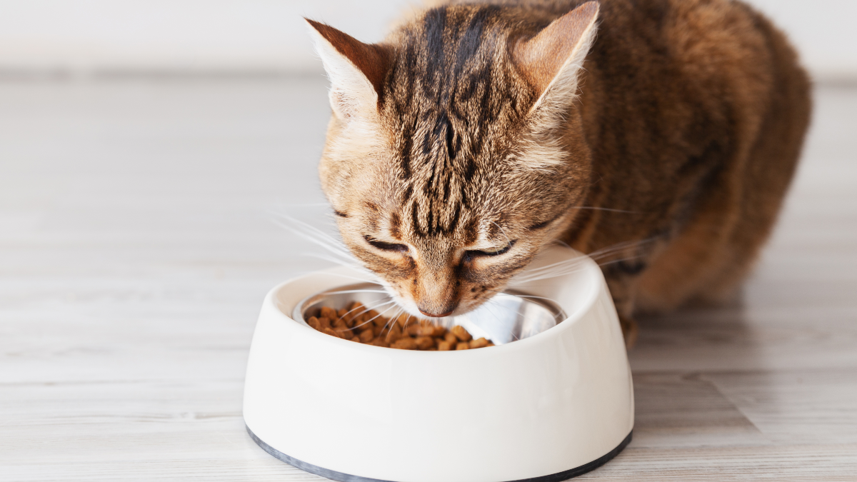 Rekomendasi makanan kucing