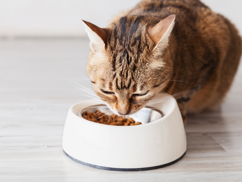 Rekomendasi makanan kucing