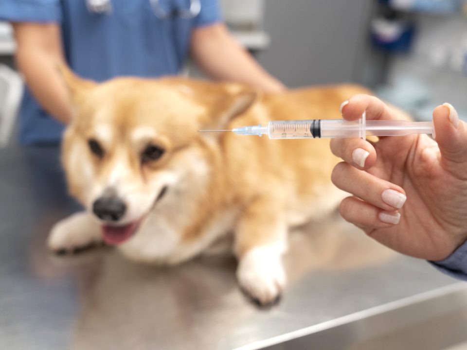 Vaksin Anjing