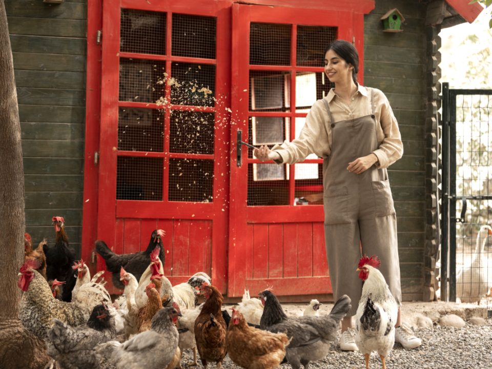 Memelihara Ayam di Rumah