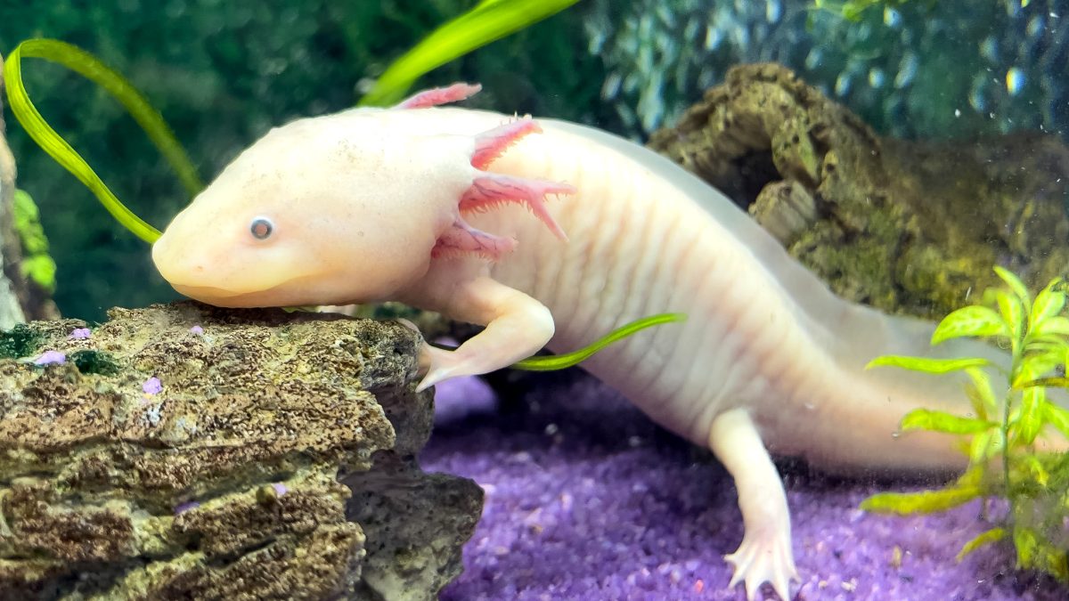 Axolotl hewan peliharaan unik