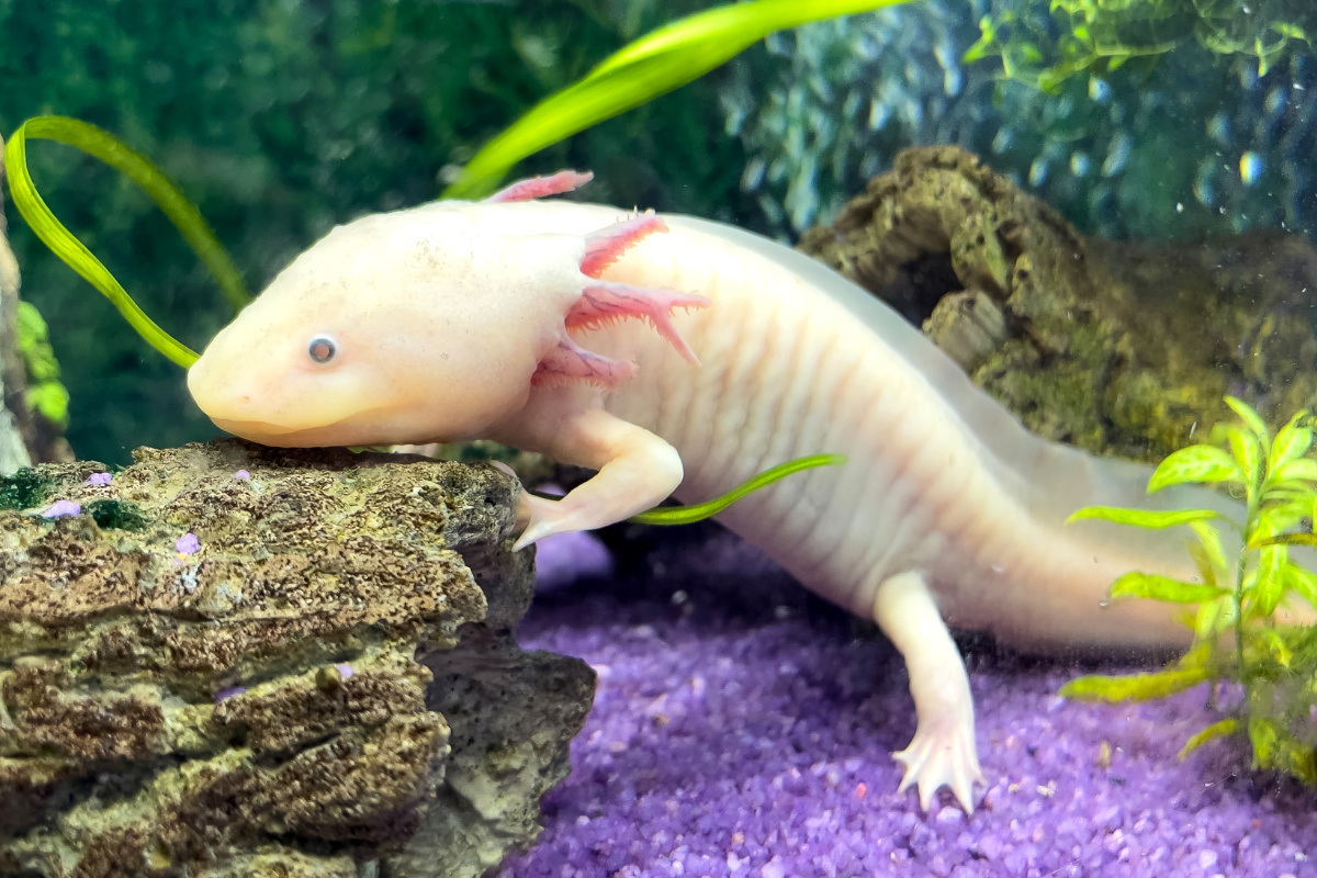 Axolotl hewan peliharaan unik