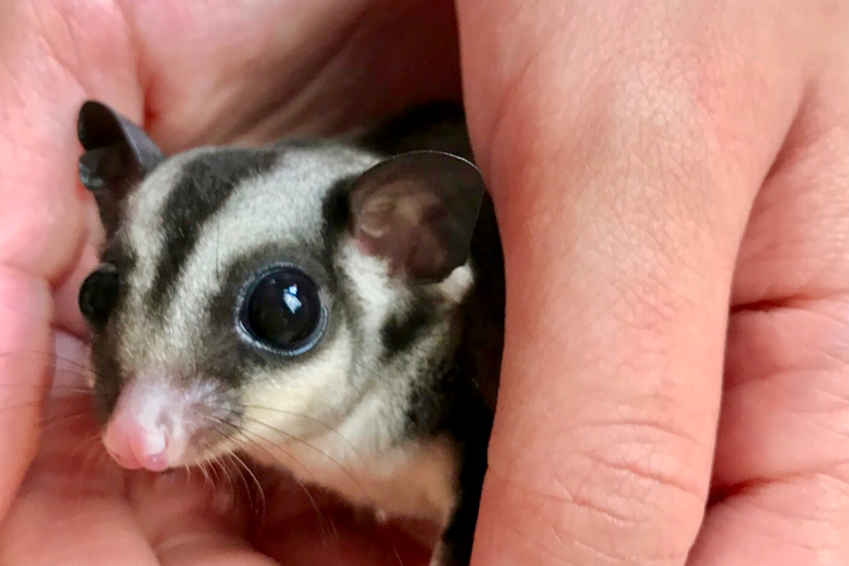 Sugar glider adalah hewan peliharaan unik