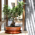bonsai bagi pemula