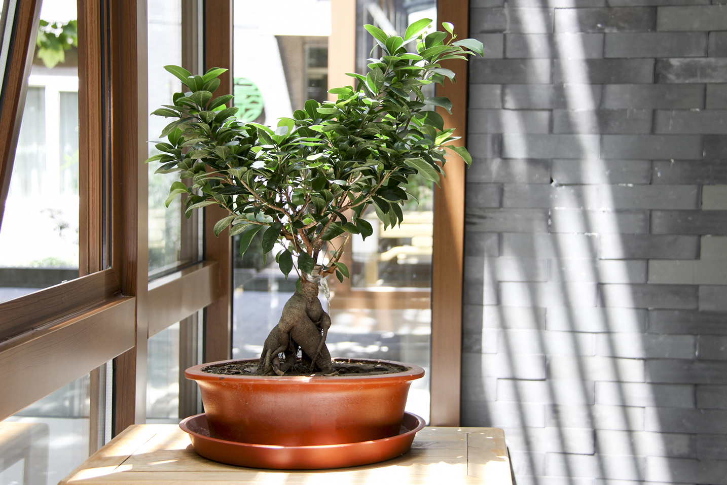 bonsai bagi pemula